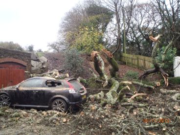 Car damaged by storm fallen tree